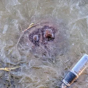 12° at 0700 on a 54° day, marsh was frozen Bring warm drinks, blankets and wrap your fingers and toes, they feel it first ;)