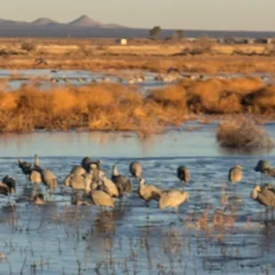The Sandhill Cranes!