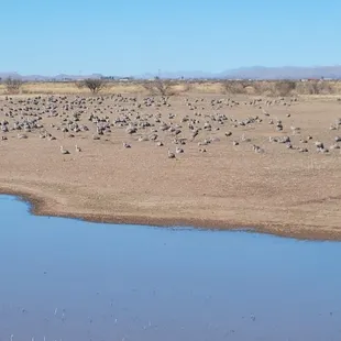 Still Sandhill Cranes here March 3rd '24