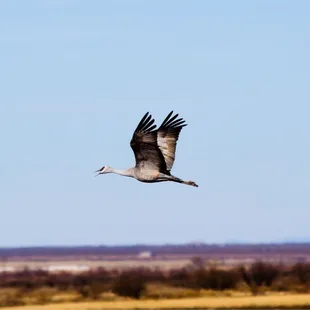 Sandhill Crane