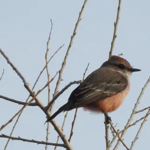 Vermillion Flycatcher