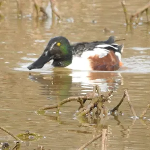 Northern Shoveler