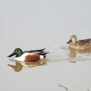 Northern Shoveler