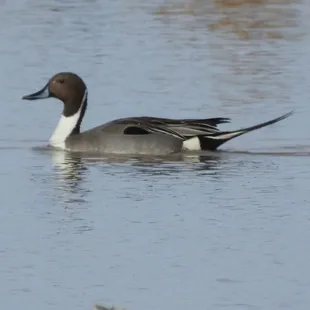 Pintail Duck
