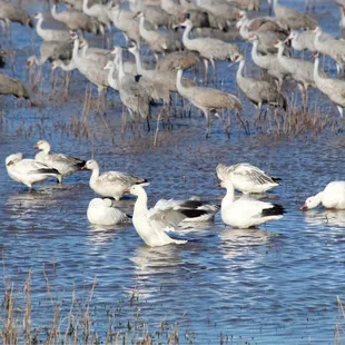 Swans and Sandhill Cranes
