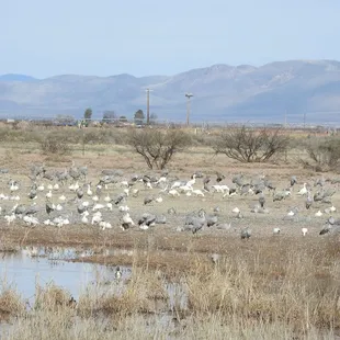 Sandhill Cranes &amp; Snow Geese