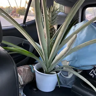 Pineapple plant!