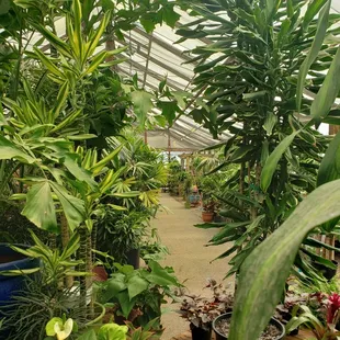 a variety of plants in a greenhouse