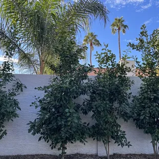 Lush green sour orange planted by another nursery.