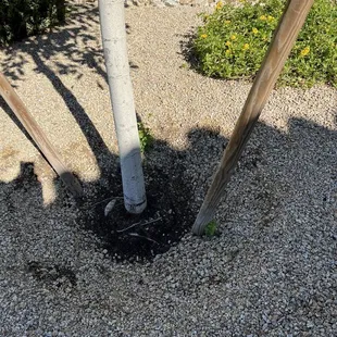 Hong Kong Orchid root ball