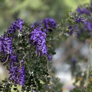 Purple Mountain Laurel Blossom 02/25