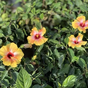 Yellow flowers February 2025