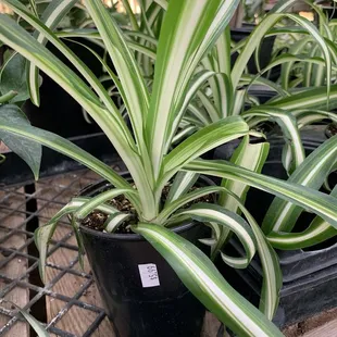 Spider plant February 2025