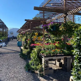 Herbs and Veggies and so much more