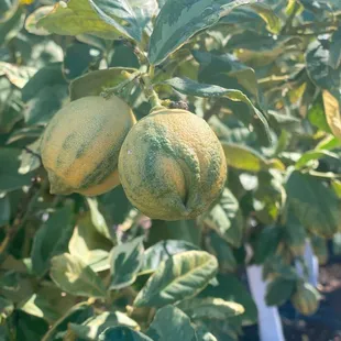 Variegated lemon