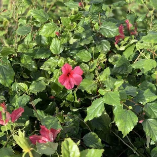 Red flower February 2025