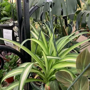 Spider plant February 2025