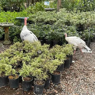 friends of the nursery!