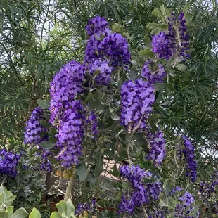 Purple Mountain Laurel Blossom 02/25