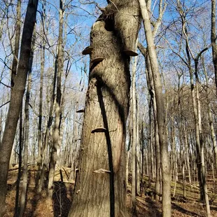 Future mushroom score!