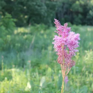 Extensive prairie hiking trails, with beautiful blooms