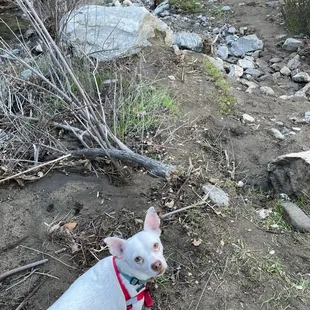 Dogs are allowed on leashes