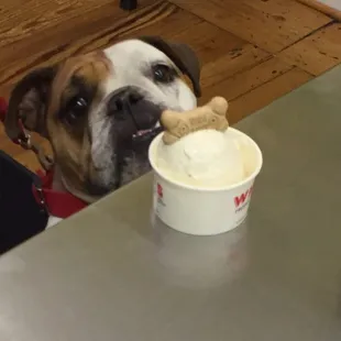 Whit&apos;s has pup sundaes for 1.00, all day, every day!
