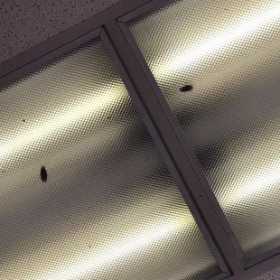 THERE ARE COCKROACHES IN THIS ESTABLISHMENT  DEAD BUGS ALL OVER FLOOR UNDER THE TABLE