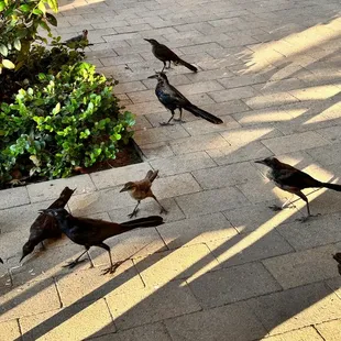 So beautiful to feed the hungry birds