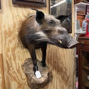 Unique Taxidermy