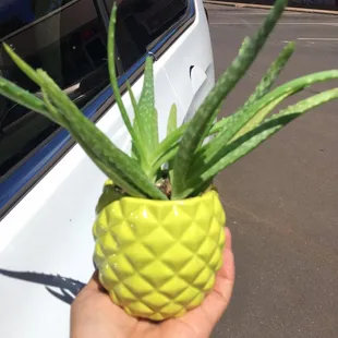 So cute and affordable. Support this beautiful local shop!