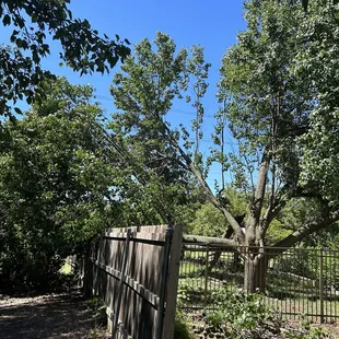 Third of tree on fence.