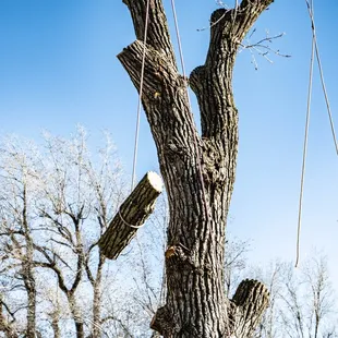Tree Removal.