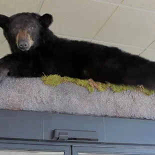 bear @ the bear beer cave at wichita wholesale liquor in wichita, ks. www.wichitaliquor.com
