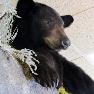 bear @ the bear beer cave at wichita wholesale liquor in wichita, ks. www.wichitaliquor.com