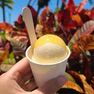 a hand holding a cup of ice cream