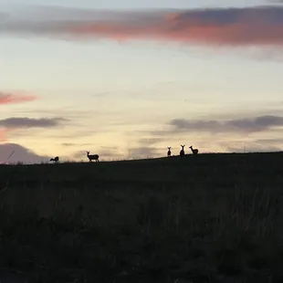 a herd of deer in a field at sunset