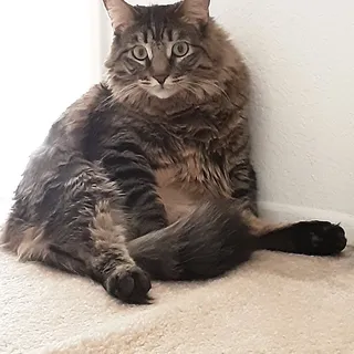 Kat S.
