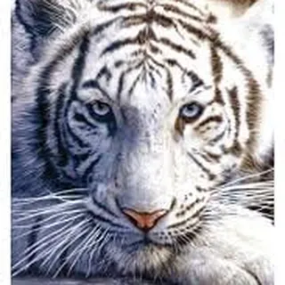 Tiger K.