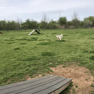 Dog park large side