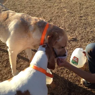 Had to cut open a jug for a dish