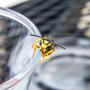 a wasp on a glass