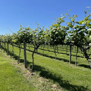 The vineyard - I believe Jim said these were Diamond grapes.