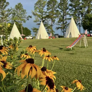 Cabin Court- Tourist Cabins- Teepees and some of the many plantings