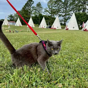 One of our cats on the prowl- she was intrigued by the owners' pets though she didn't get a chance to meet them
