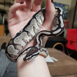 Persephone: Our latest Wilbanks ball python. She's an absolute beauty and we adore her!