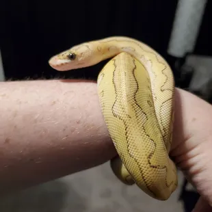 Our second ball, Daphne