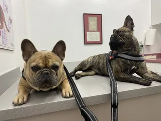 Reno Animal Hospital