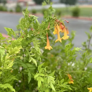 You can see Faiss Middle school from here