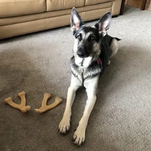 Benebone chews recommended by another dog owner at Arnie's.